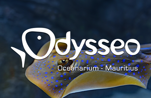 Odysseo mauritius payments through MIPS Fintech
